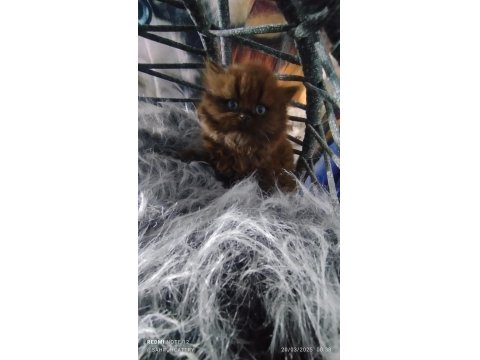 Chocolatte British Longhair Güzellik