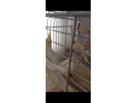 Kırmızı Göz Takım Sultan Papağanı