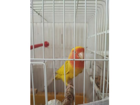 Cennet Papağanı 2 Yaşında Erkek