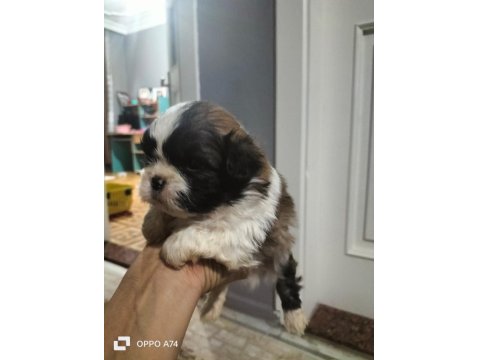 Shih Tzu Dişi Erkek 0 Numara Yavrular