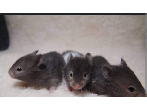 Aynı Gün Adrese Teslim Hamster Yavru Ve Setleri