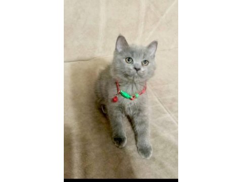 Yavru Kedilerin Mama Tuvalet Eğitimi Verildi