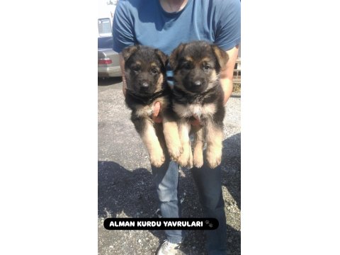 A Kalite Alman Kurdu Yavruları