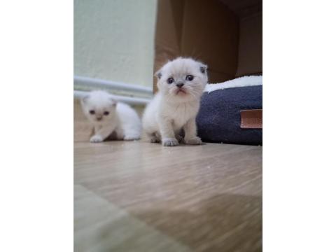 Oyuncu Scottish Fold Bebişler