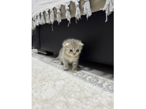 Scottish Fold Yavru