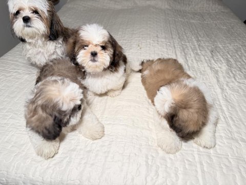 3 Tane Shih Tzu Yavruları