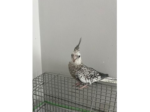 Ele Alışık Sultan Papağanımız Rıfkı