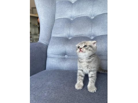 Gri Scottish Fold Yavru