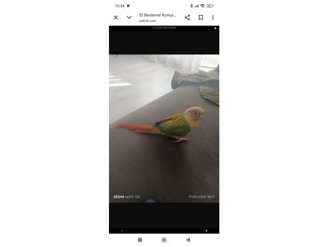 1.5 Yaşında El Besleme Konur