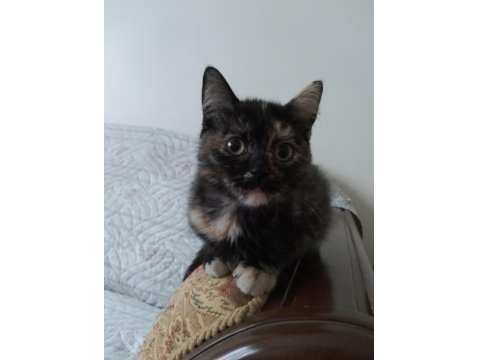 2.5 Aylık Güzellik Kedimiz Yuva Arıyor