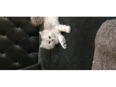 British Shorthair Yavrularımız