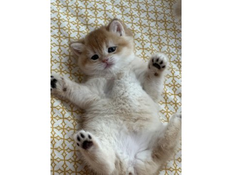 British Shorthair Golden Yavru