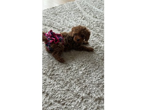 Teacup Boy Dişi Poodle
