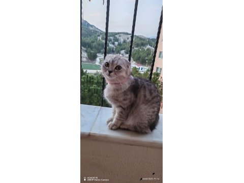 Scottish Fold Dişi