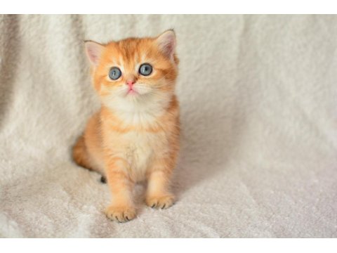 Harika Rengi İle Golden British Shorthair