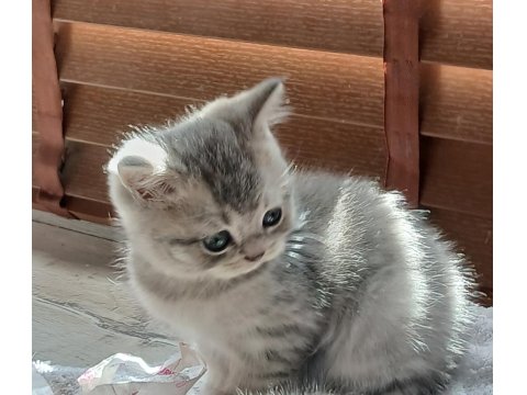 Silver Erkek Yavru Kedimiz