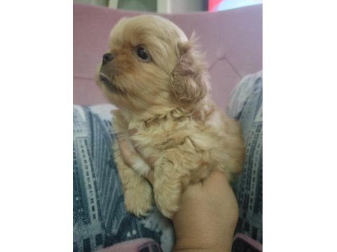 İki Adet Pekinez Erkek