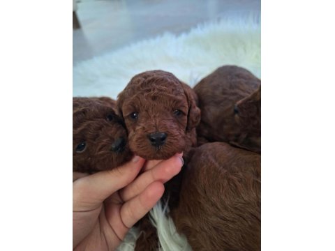 Mersin Lokumu Poodle Yavrular