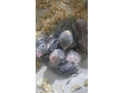 El Besleme Bebek Forpus