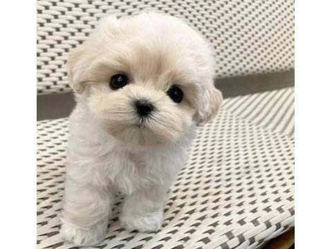 0 Numara Maltese Yavrularımız