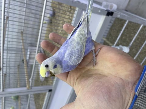 30 Günlük Muhabbet Kuşu Erkek Rainbow Yuva Yavruları