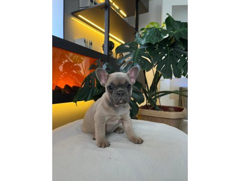 Egzotik French Bulldog Yavrularım Harika Renkler Ve Anatomiler