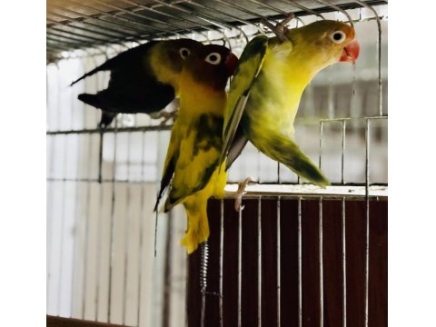 Cennet Ve Sevda Papağanı