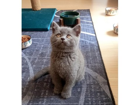 Mükemmel Kalite British Shorthair Blue Yavrular