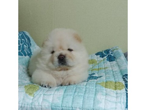 Chow Chow Köpeği Yavruları