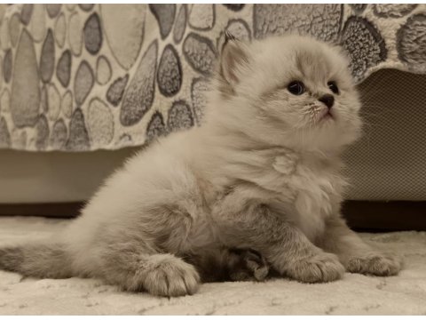 Böylesini Kedimiz Zor Bulursun