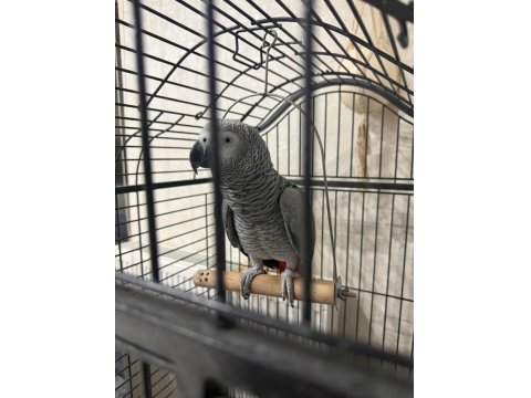 1 Yaşında Erkek Jako Papağanı