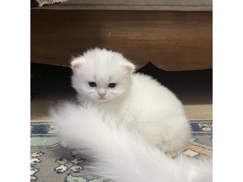Beyaz Safkan Chinchilla Cinsi Yavru Kediler Ücretli