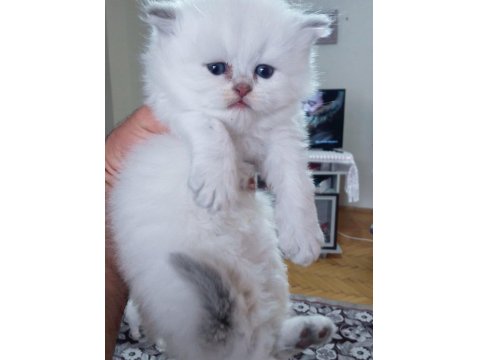 British Longhair Golden Point Dişi Erkek
