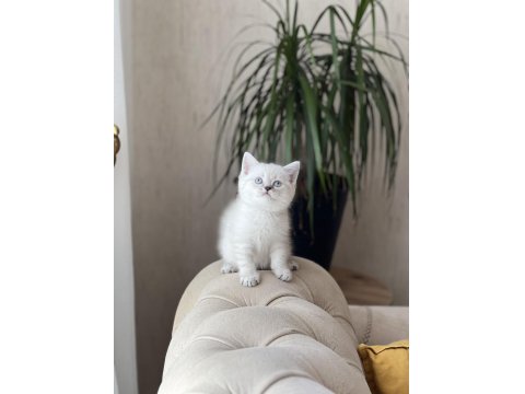 Lynx Point British Shorthair Yavrumuz