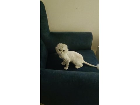 Silver Point Scottish Fold