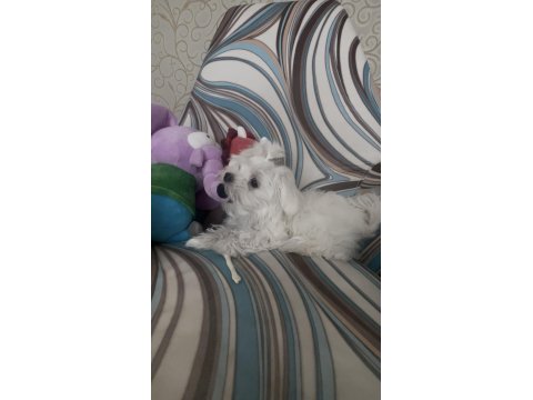 Safkan 0 Numara Kore Maltese