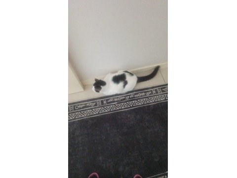 Kedimiz Kısır Ve Sevimli Kedimiz Yeni Yuvasını Arıyor