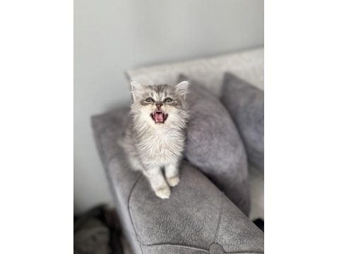 British Longhair Erkek Silver