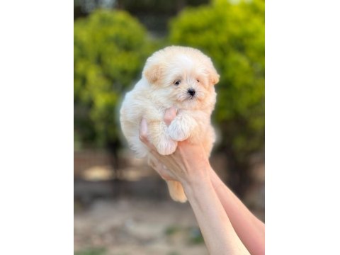 Kop Kore Maltipoo