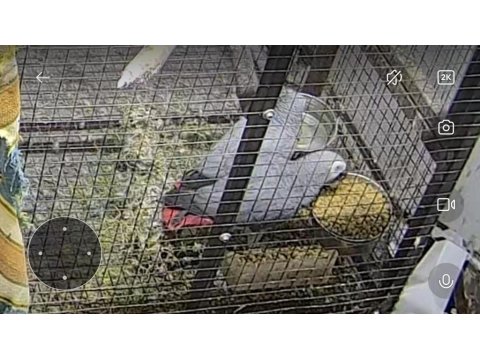 Satılık 2 Takım Çift Kırmızı Kuyruk Jako Papağanı