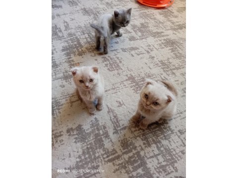 2 Aylık Oyuncu British Shorthair Bebişler