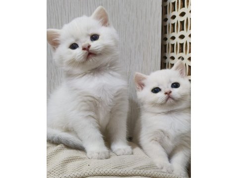 Scottish Straight Golden Point Erkek Kardeşler