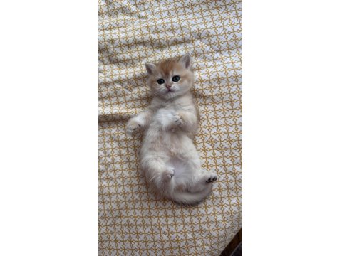 British Shorthair Golden Yavru