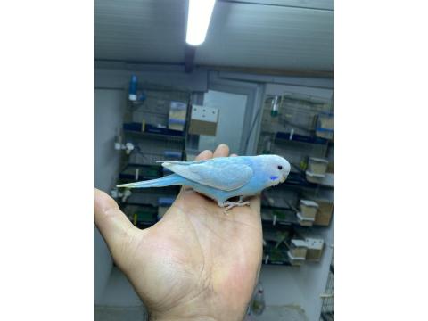 Ele Alıştırmalık Yerli Muhabbet Kuşu Yavrular Yeme Düştü