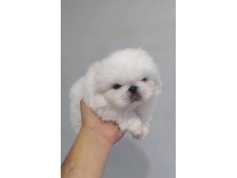 Safkan Pekinez Yavru Köpekler