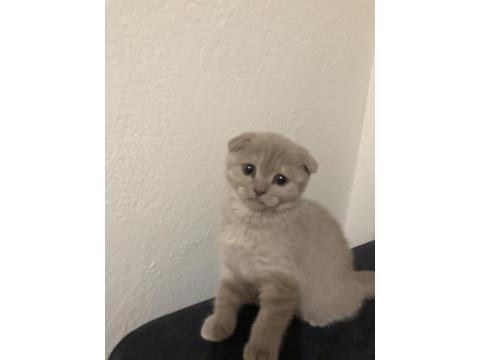 Uyguna Ev Ortamında Yetişme Yavru Kedimiz