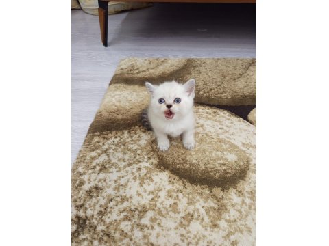 Sevimli British Shorthair Bebişler