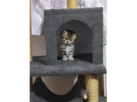 British Longhair Silver Tabby