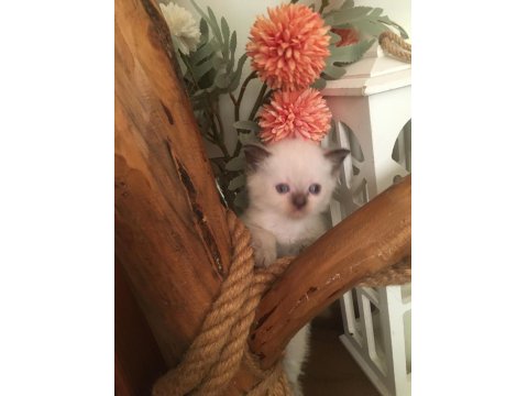 British Shorthair Yavru Kediler