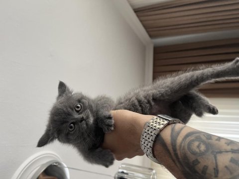 İzmir’in British Shorthair Prens Ve Prensesleri